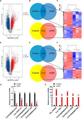 LncRNA NR-104098 Inhibits AML Proliferation and Induces Differentiation Through Repressing EZH2 Transcription by Interacting With E2F1